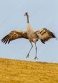 Eurasian cranes Library The Eurasian cranes are majestic birds that are known for their loud and distinctive calls. The