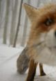 Funy Fox (fune) Type your text and hear it in the voice of Funy Fox (fune).