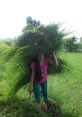 Tight Grass Bundle Hitting Hand Library The of "Fake Plants Tight Grass Bundle Hitting Hand" evoke a sense of nature and