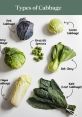 Cabbages Library The first , "Squeezing Cabbages 01," is a twist on the familiar ofueezing a cabbage. It starts with a