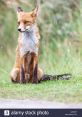 Red Fox Library The first that echoes through the huge mountain valley is the piercing scream of the Red Fox (Vulpes