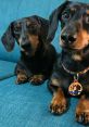 Oakley (Crusoe the Dachshund) Type your text and hear it in the voice of Oakley (Crusoe the Dachshund).