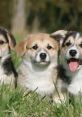 Three Dog Type your text and hear it in the voice of Three Dog.