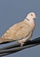 Dove The first that comes to mind when thinking about doves is the gentle cooing of a morning dove. This , captured in