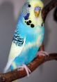 Parakeet If you've ever been in the presence of a parakeet, you know that these colorful little birds are quite vocal.