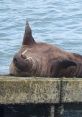 Wally Walrus (Leôncio) (Brazilian Portuguese) Type your text and hear it in the voice of Wally Walrus (Leôncio) (Brazilian