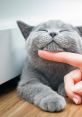 Purring Purring - My cat purring again. The soft rumble emanating from her chest is a symphony of contentment, a soothing
