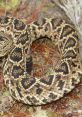 Rattlesnake The distinctive of a rattlesnake rattle is unmistakable. It sends shivers down your spine and immediately