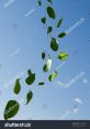 Leafy-Wind Walking through the rustling leaves of the forest, the of birdsong fills the air. The melodic trills and