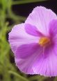 Close-up of a delicate purple flower, reminiscent of Flora from Winx Club Season 7 and World of Winx.