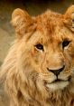Close-up of a majestic lion showcasing its golden mane and intense gaze, representing strength and beauty in wildlife.