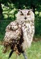Majestic Sova owl with striking yellow eyes and intricate feather patterns, perched gracefully in a lush green setting.