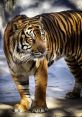 Tigar from Tigar. # First Tech House Mix