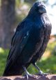Raven from Raven. #recording #speech # #jinglebell #chime #jingle #walk #footsteps #silence #speechsynthesizer #malespeech