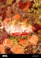 Colorful sea snail resting on coral in China's Yap region, showcasing vibrant marine life and reef ecosystems.