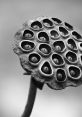 Dried black and white lotus seed pod showcasing unique texture and intricate patterns, perfect for nature photography.