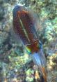 Squid fromuid. # #marimba #xylophone #glockenspiel #vibraphone #jingle #reggae #classical #contemporary #rock #hardrock