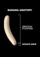 Sober Bananas from Sober Bananas. # #saxophone #alinstrument #clarinet #brassinstrument #accordion #trombone #rock #folkrock