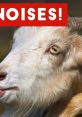 Funny noises Haha yes, made for Thee by Chress