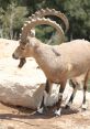 The goat from the goat. #other # #beep #bleep #buzzer #speech #malespeech #manspeaking #lullaby #singing #childspeech