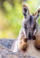 Miniwallaby from Miniwallaby. # #glockenspiel #marimba #xylophone #malletpercussion #choral #liturgical #chamber #keyboardal