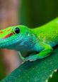 Gecko-Coder Hello! My name is Gecko-Coder and I love making . Thanks for stopping by!. # #song #boat #sad #epic #adventure