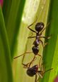 Luana.ants from Luana.ants. # #beep #bleep #busysignal #effect #newage #ticktock #applause #marimba #electricpiano #piano