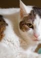 Close-up of a white and brown cat with an intense gaze, highlighting the ethical concerns around pet ownership and welfare.
