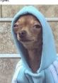 Charming dog in a blue hoodie with a sly expression, perfect for sharing on memes12 for a humorous twist.
