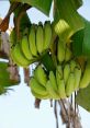 Banane from Banane. # #sad #theme #christmas #tender #piano #keyboardal #heartmurmur #heart #heartbeat #ambient #scary