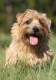 Norfolk Terrier with a cheerful expression, sitting in lush green grass, showcasing its playful and friendly nature.