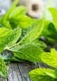 Mint from mint. #speech #clicking #mouse #animal #inside #effect #grunt #femalespeech #womanspeaking #narration #