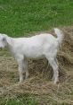 Young Goats from Young Goats. # #youtube #silence #foghorn #speech #violin #disco #house #newage #sad #singing