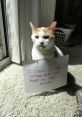 Tsktskcat from tsktskcat. #speech #stomachrumble # #inside #smallroom #walk #footsteps #silence #malespeech #femalespeech