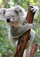 KoalaJR from KoalaJR. #