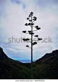 Tall agave plant silhouetted against a cloudy sky, overlooking a verdant valley and distant ocean view. Perfect for nature lovers.