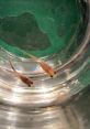 Two small fish swimming in a clear bowl with green gravel at the bottom, showcasing unique colors and patterns.