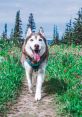 Husky Boy from Husky Boy. #other #meditation #introduction #introspective #wind #vehicle #windnoisemicrophone #speech