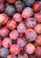 Freshly harvested plums in various shades of red and purple, showcasing their vibrant colors and smooth textures.