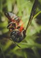Honeybee from honeybee. #podcast #speechsynthesizer #speech #narration #modelodenegocio #naturalezadenegocio