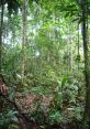 Biodiversity Just a humble hobby ian who enjoys many different genres and messing around with different instruments. #