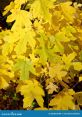 Maple Leaf Fields from Maple Leaf Fields. #speech #femalespeech #womanspeaking #conversation #narration #speechsynthesizer #
