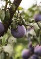 Purple export from purple export. #speech #clicking #chewing #squish #inside #speechsynthesizer #narration # #singing