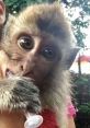 Monkey hater from monkey hater. #speech #malespeech #manspeaking #silence #narration #femalespeech #womanspeaking