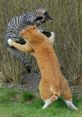 Cat-Fighting The of cat-fighting echo through the night, piercing the peaceful silence with their ferocity. The guttural