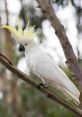 Cacatoes Birdmisc Cacatoes Canberra Cp None Zoom Xy #cacatoes #australia #bird #ucs @kzarkses, Birdmisc Cacatoes Canberra Cp