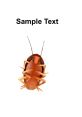 Dancing roach meme. The "Dancing roach meme" is a popular internet trend that features a roach moving rhythmically to . The