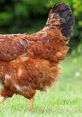 Close-up of a brown chicken's rear, showcasing its vibrant feathers and natural habitat. Perfect example of Kip's beauty.