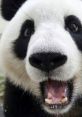 Panda Bear Video clips Soundboard