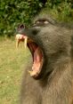 Close-up of a baboon yawning, showcasing its sharp teeth and expressive face in a natural setting.